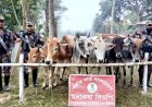 চাঁপাইনবাবগঞ্জ সীমান্তে পৃথক অভিযানে ১৬টি ভারতীয় গরু জব্দ