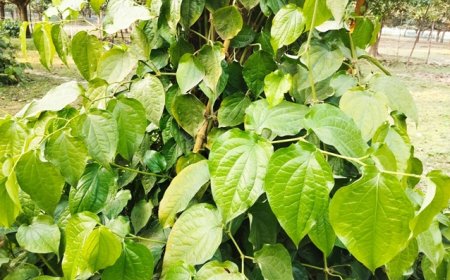 দক্ষিণের চুই ঝাল, উত্তরের আম বাগানে সম্ভাবনার নতুন দুয়ার