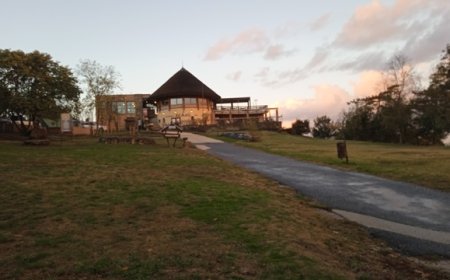 গোলাপী মুক্ত