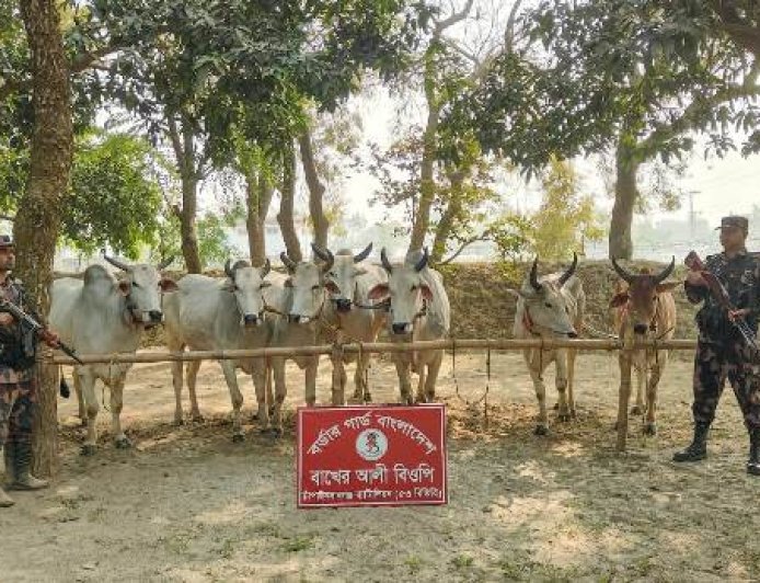সীমান্তে পৃথক অভিযানে বিপুল পরিমাণ ভারতীয় গরু ও মদ জব্দ