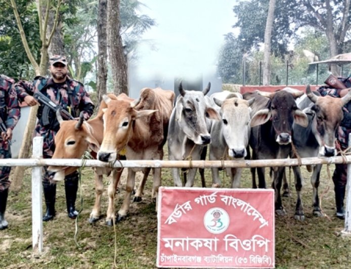 চাঁপাইনবাবগঞ্জ সীমান্তে পৃথক অভিযানে ১৬টি ভারতীয় গরু জব্দ
