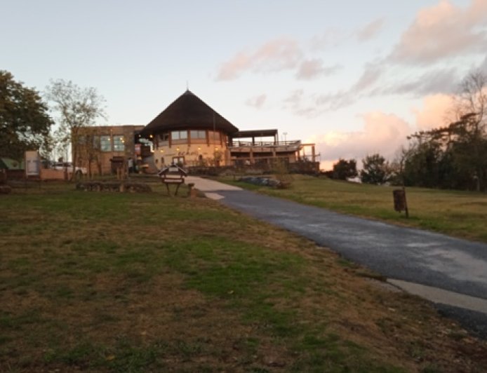 গোলাপী মুক্ত