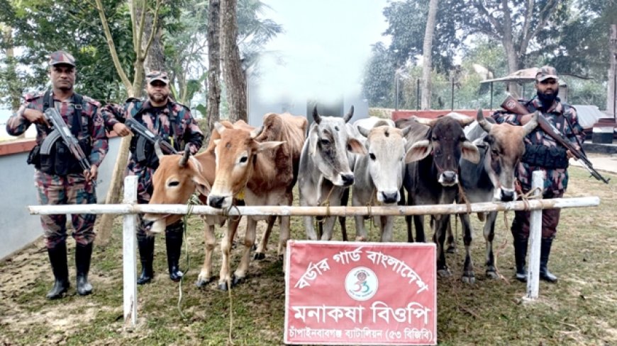 চাঁপাইনবাবগঞ্জ সীমান্তে পৃথক অভিযানে ১৬টি ভারতীয় গরু জব্দ
