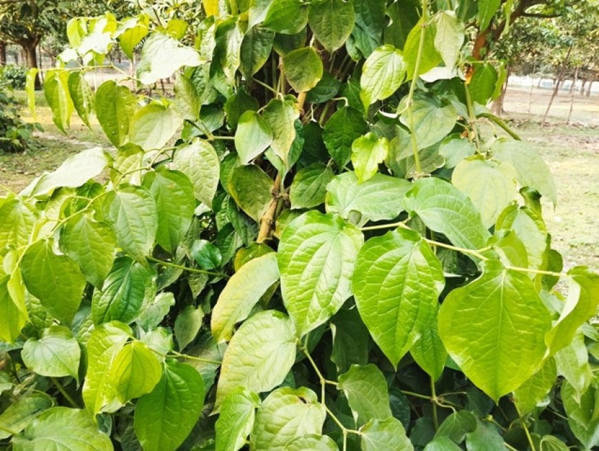 দক্ষিণের চুই ঝাল, উত্তরের আম বাগানে সম্ভাবনার নতুন দুয়ার