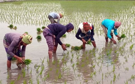 রৌদ্রজ্জ্বল আবহাওয়ায় নড়াইলে বোরো ধান রোপনের ধুম