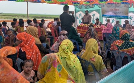 বাকৃবির গবেষণা - হাওরে সরিষা চাষে নতুন সম্ভাবনা