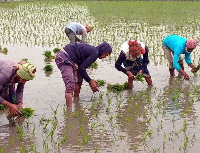 রৌদ্রজ্জ্বল আবহাওয়ায় নড়াইলে বোরো ধান রোপনের ধুম