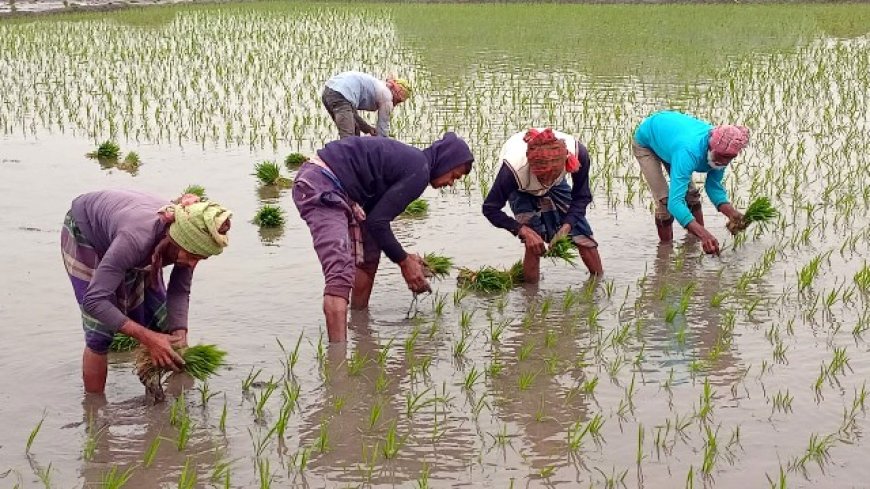 রৌদ্রজ্জ্বল আবহাওয়ায় নড়াইলে বোরো ধান রোপনের ধুম