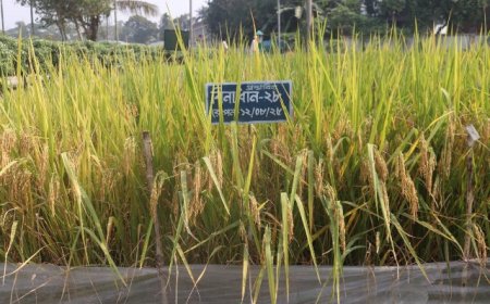 বিনার সাফল্যঃ সুগন্ধি ও ব্লাস্ট প্রতিরোধী দুই আমন জাত উদ্ভাবন