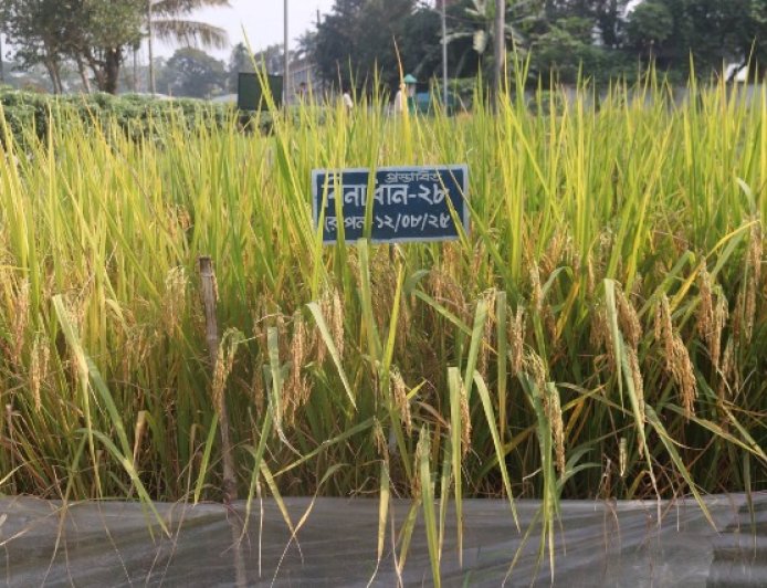 বিনার সাফল্যঃ সুগন্ধি ও ব্লাস্ট প্রতিরোধী দুই আমন জাত উদ্ভাবন
