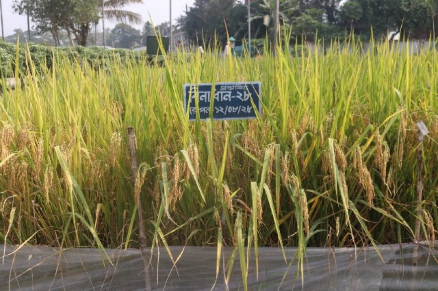 বিনার সাফল্যঃ সুগন্ধি ও ব্লাস্ট প্রতিরোধী দুই আমন জাত উদ্ভাবন