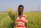 ‘হাওরের আকষ্মিক বন্যায় স্বল্পমেয়াদী বোরো ধান হবে নিয়ামক’