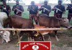 সীমান্তে ৫৩ বিজিবির অভিযানে ৪ ভারতীয় গরু জব্দ
