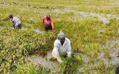 উজানের ঢলে ডুবছে সোনালী স্বপ্ন, শ্রমিক সংকটে হাহাকার