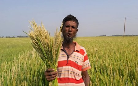 ‘হাওরের আকষ্মিক বন্যায় স্বল্পমেয়াদী বোরো ধান হবে নিয়ামক’