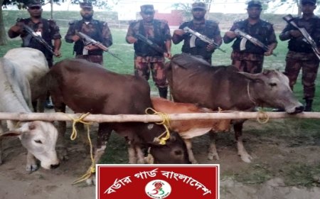 সীমান্তে পৃথক অভিযানে বিপুল ভারতীয় গরু ও মদ জব্দ