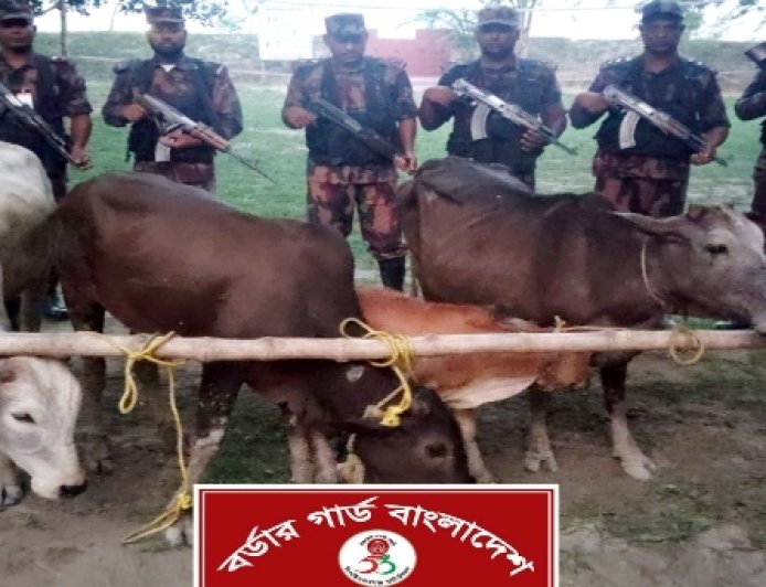 সীমান্তে পৃথক অভিযানে বিপুল ভারতীয় গরু ও মদ জব্দ