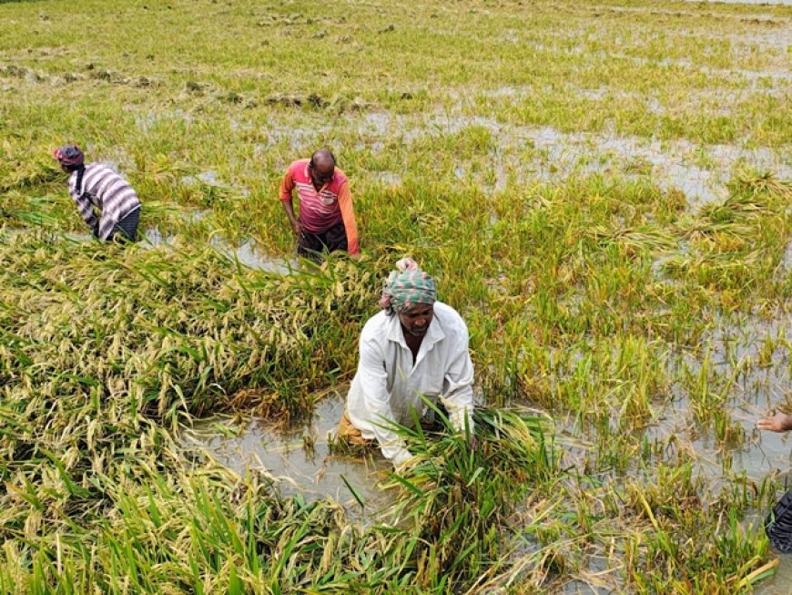 উজানের ঢলে ডুবছে সোনালী স্বপ্ন, শ্রমিক সংকটে হাহাকার