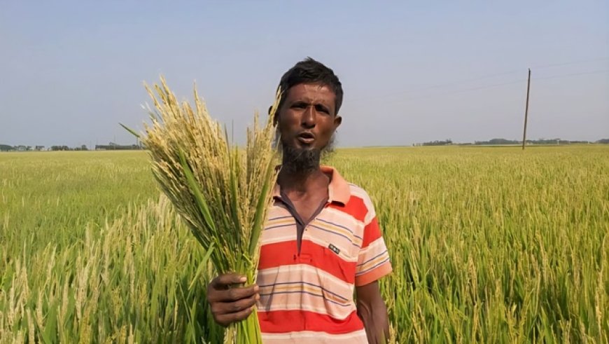 ‘হাওরের আকষ্মিক বন্যায় স্বল্পমেয়াদী বোরো ধান হবে নিয়ামক’