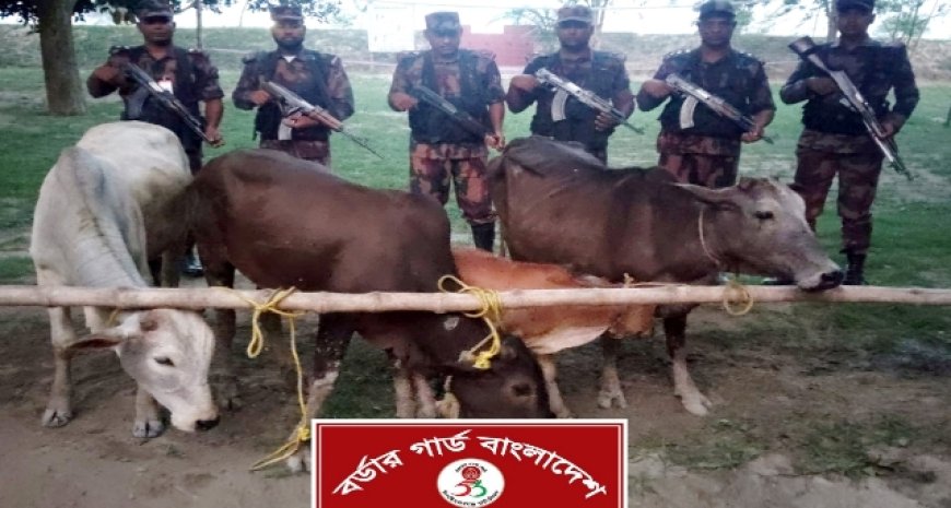 সীমান্তে ৫৩ বিজিবির অভিযানে ৪ ভারতীয় গরু জব্দ