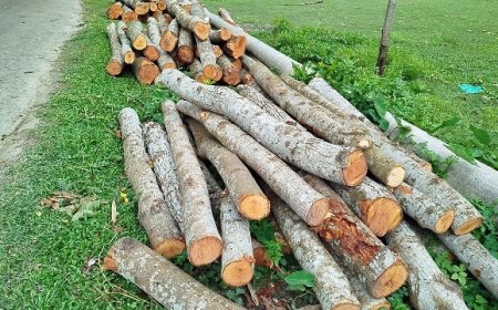 সরকারি জমি থেকে ৩৫টি গাছ কর্তন, কঠোর ব্যবস্থার আশ্বাস