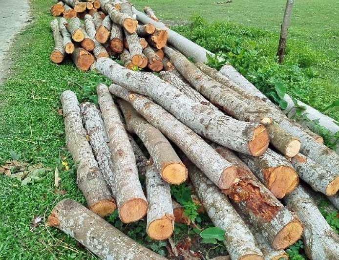 সরকারি জমি থেকে ৩৫টি গাছ কর্তন, কঠোর ব্যবস্থার আশ্বাস