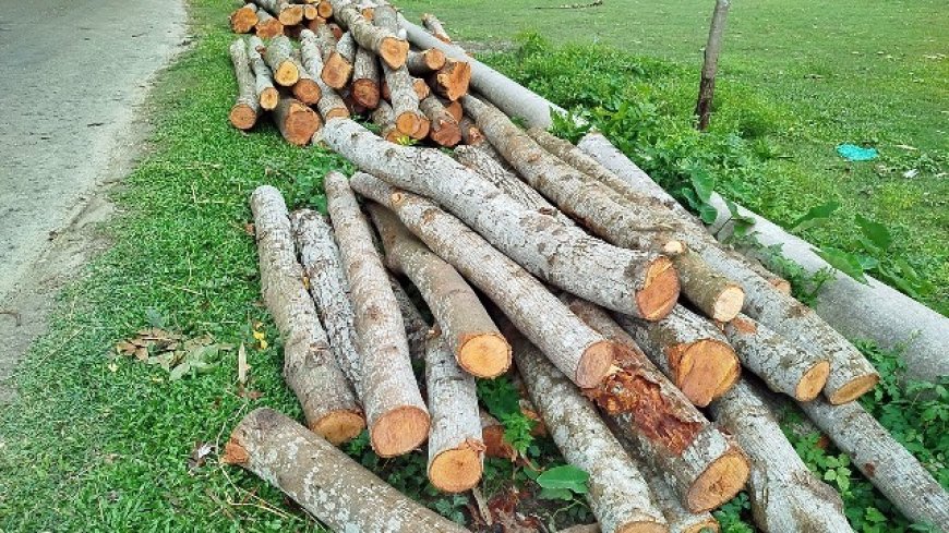 সরকারি জমি থেকে ৩৫টি গাছ কর্তন, কঠোর ব্যবস্থার আশ্বাস