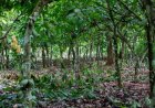 Europe's Double Squeeze on Africa's Forests: What Ghana and Cameroon Reveal