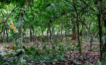 Europe's Double Squeeze on Africa's Forests: What Ghana and Cameroon Reveal