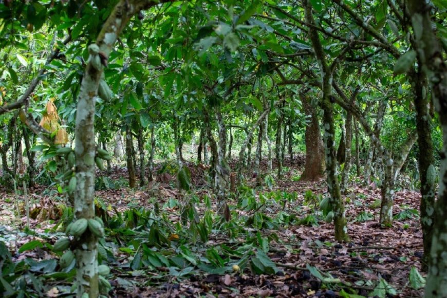 Europe's Double Squeeze on Africa's Forests: What Ghana and Cameroon Reveal