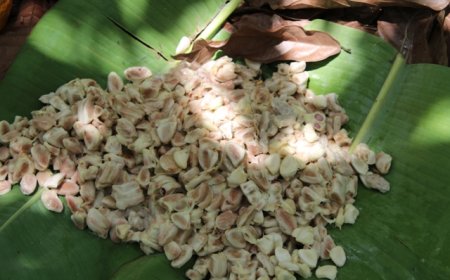 The EUDR's Blind Spot in Ghana: Brussels Polices Cocoa, Overlooks Gold