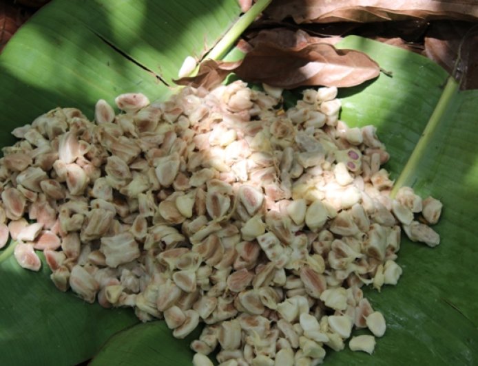 The EUDR's Blind Spot in Ghana: Brussels Polices Cocoa, Overlooks Gold