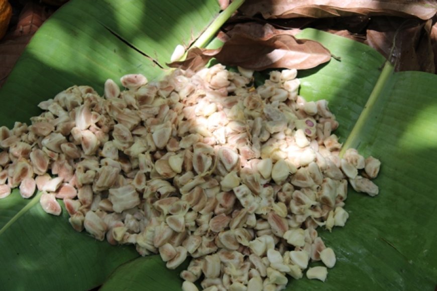 The EUDR's Blind Spot in Ghana: Brussels Polices Cocoa, Overlooks Gold